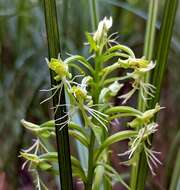 Platanthera lacera (Michx.) G. Don resmi