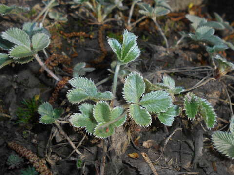 Image of ruby cinquefoil