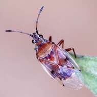 Image of Birch Catkin Bug