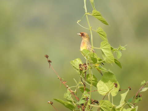 Imagem de Emberiza bruniceps Brandt & JF 1841