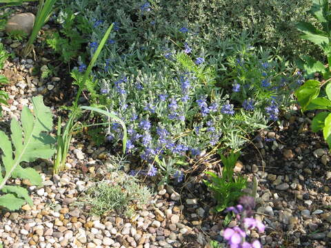 Image of Veronica cinerea Boiss. & Bal.