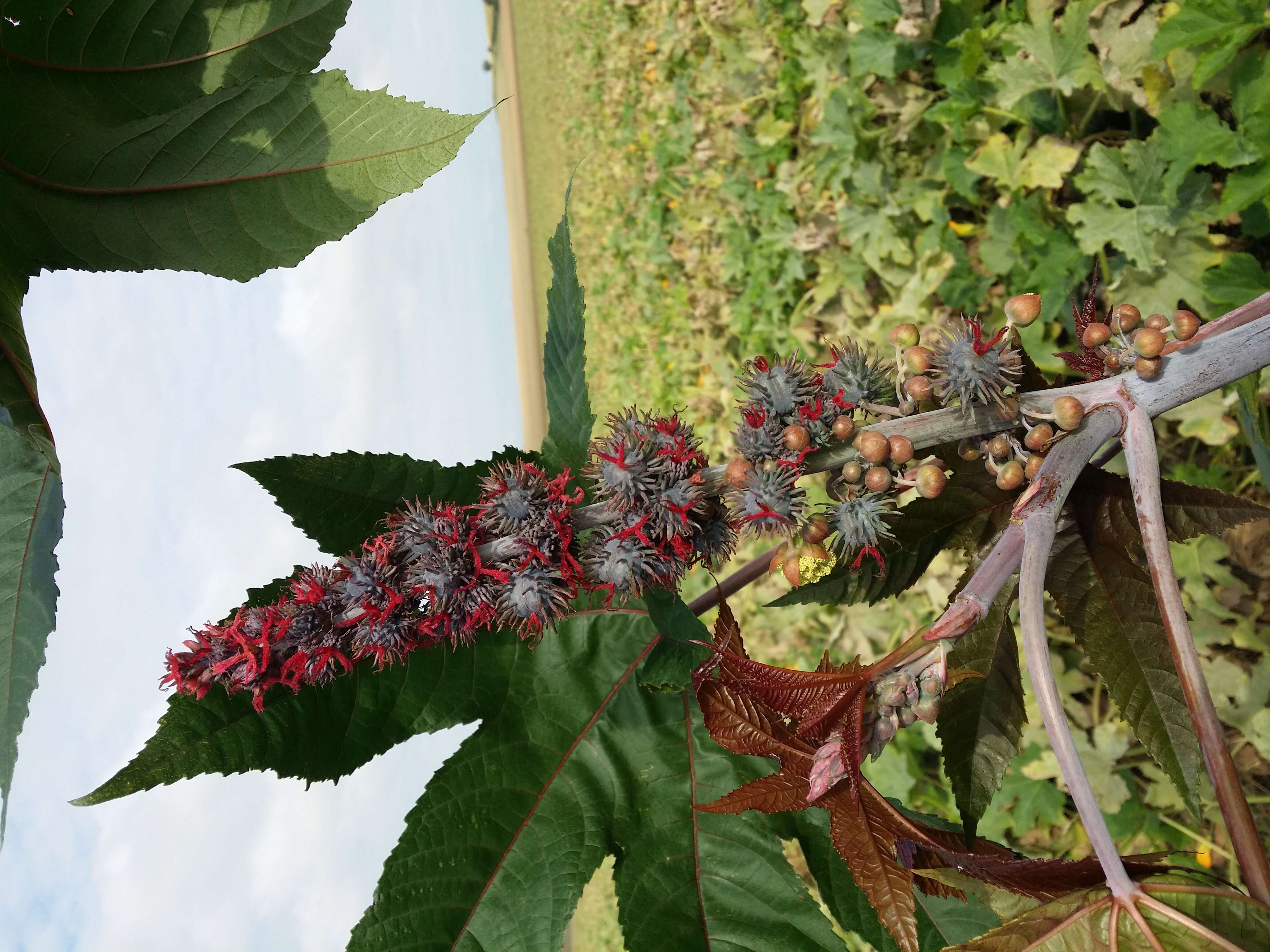 Sivun Ricinus kuva