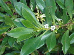 Myoporum insulare R. Br. resmi