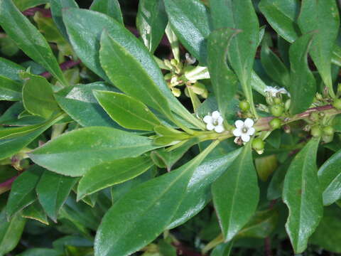 Image de Myoporum insulare R. Br.