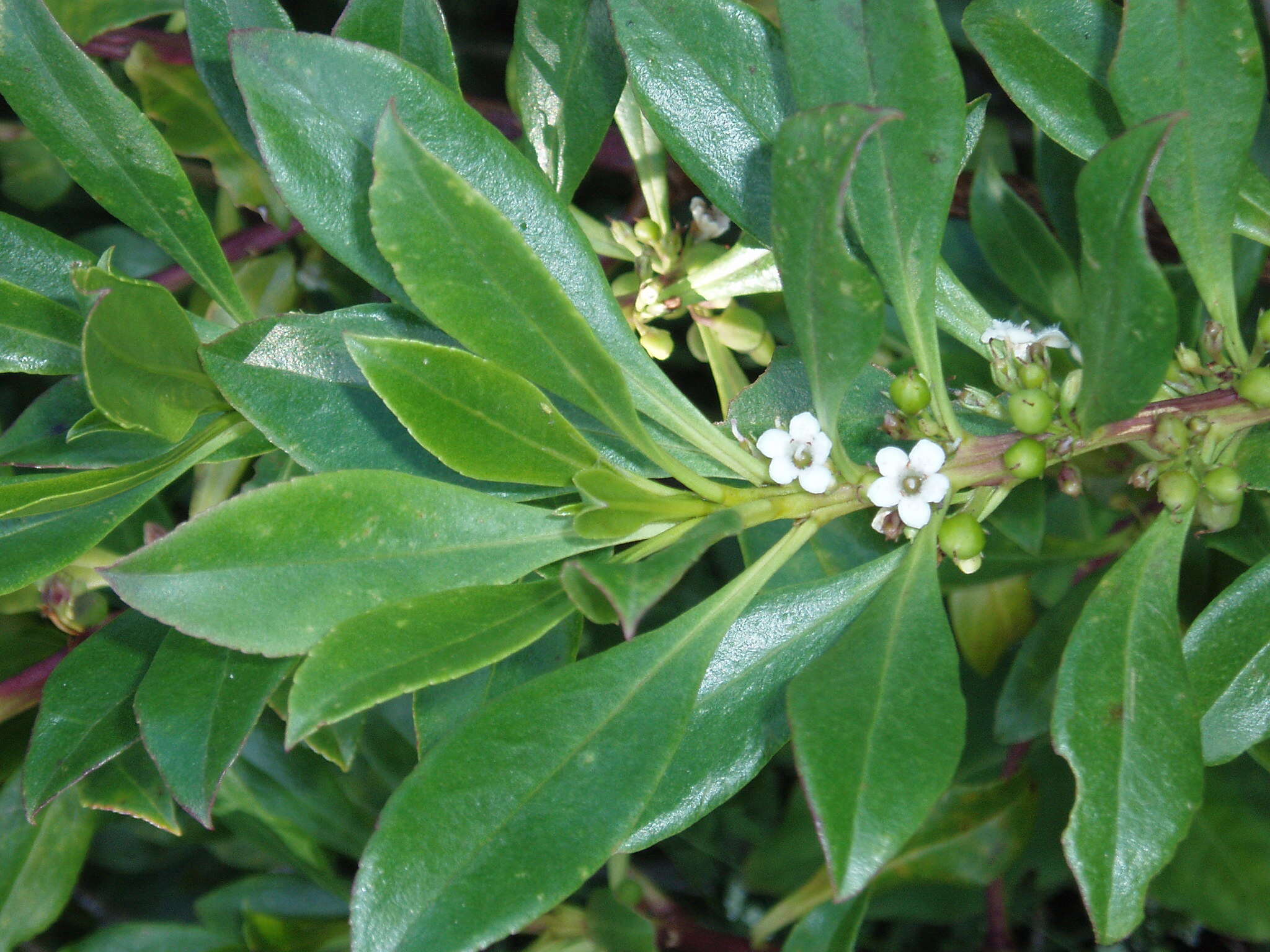 Myoporum insulare R. Br. resmi