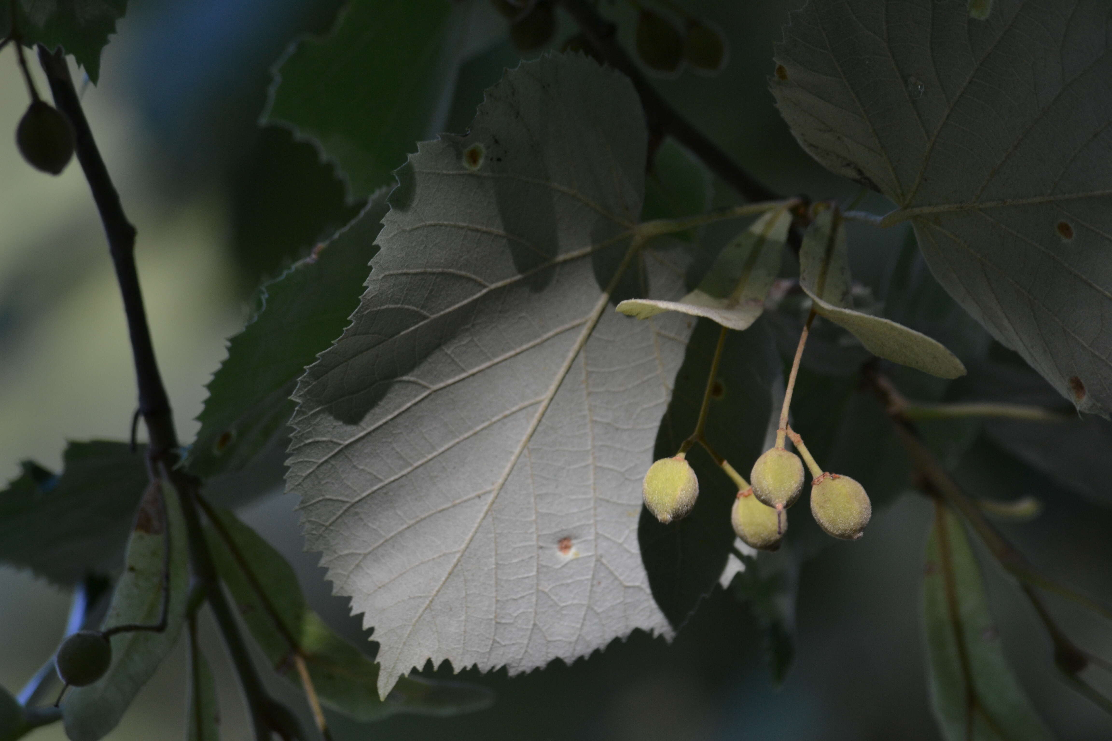 Image of Silver Lime