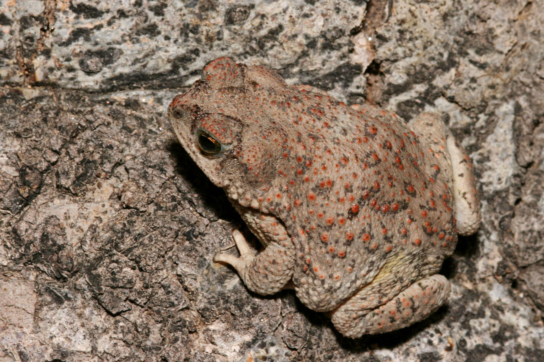 صورة Anaxyrus punctatus (Baird & Girard 1852)