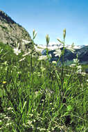 Image of St. Bruno's Lily