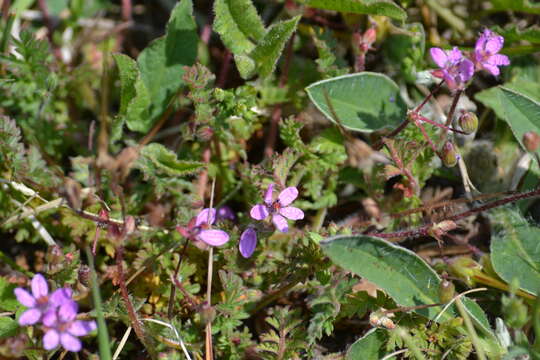 Imagem de Erodium cicutarium (L.) L'Her.