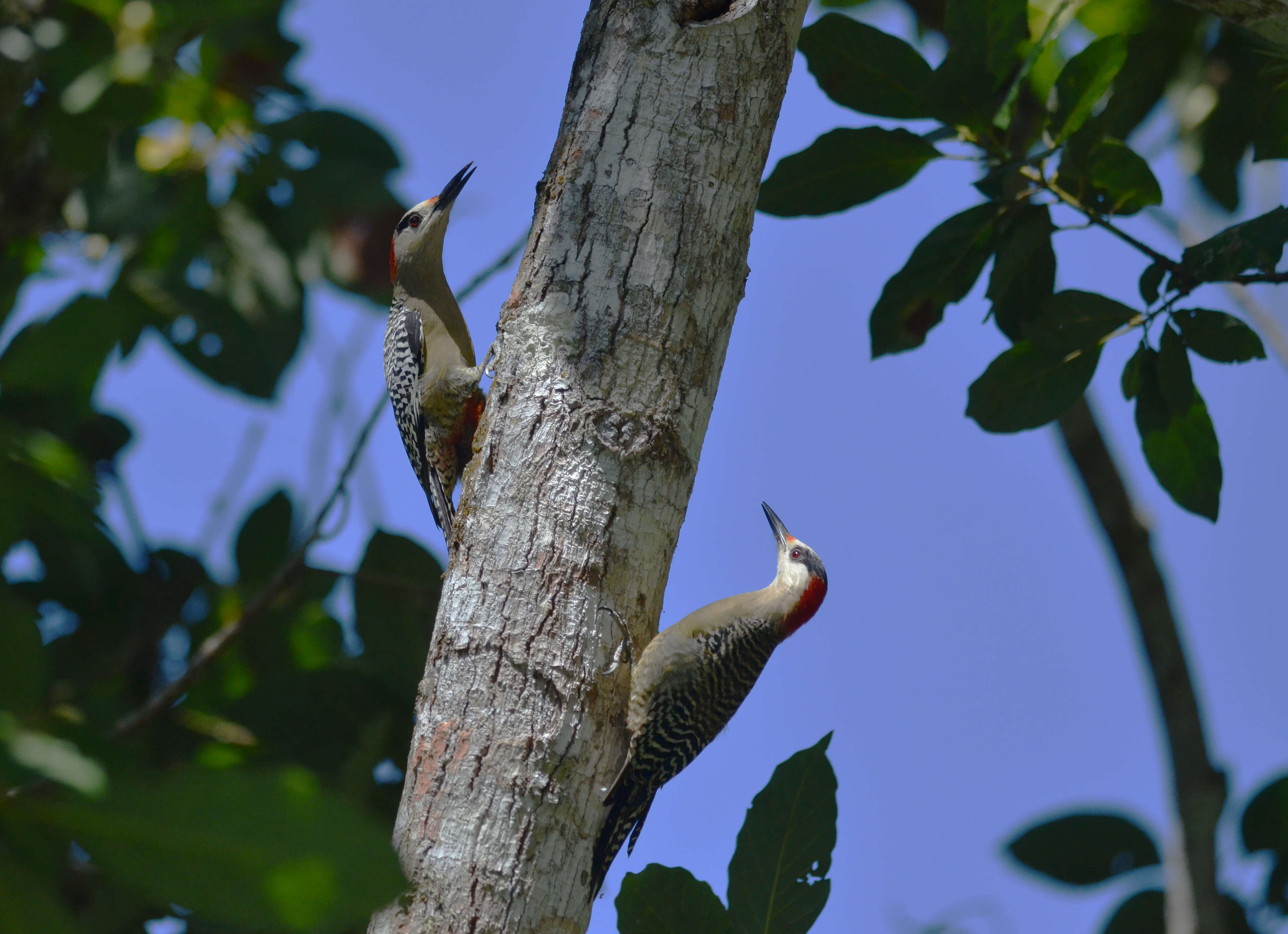 Image of West Indian Woodpecker