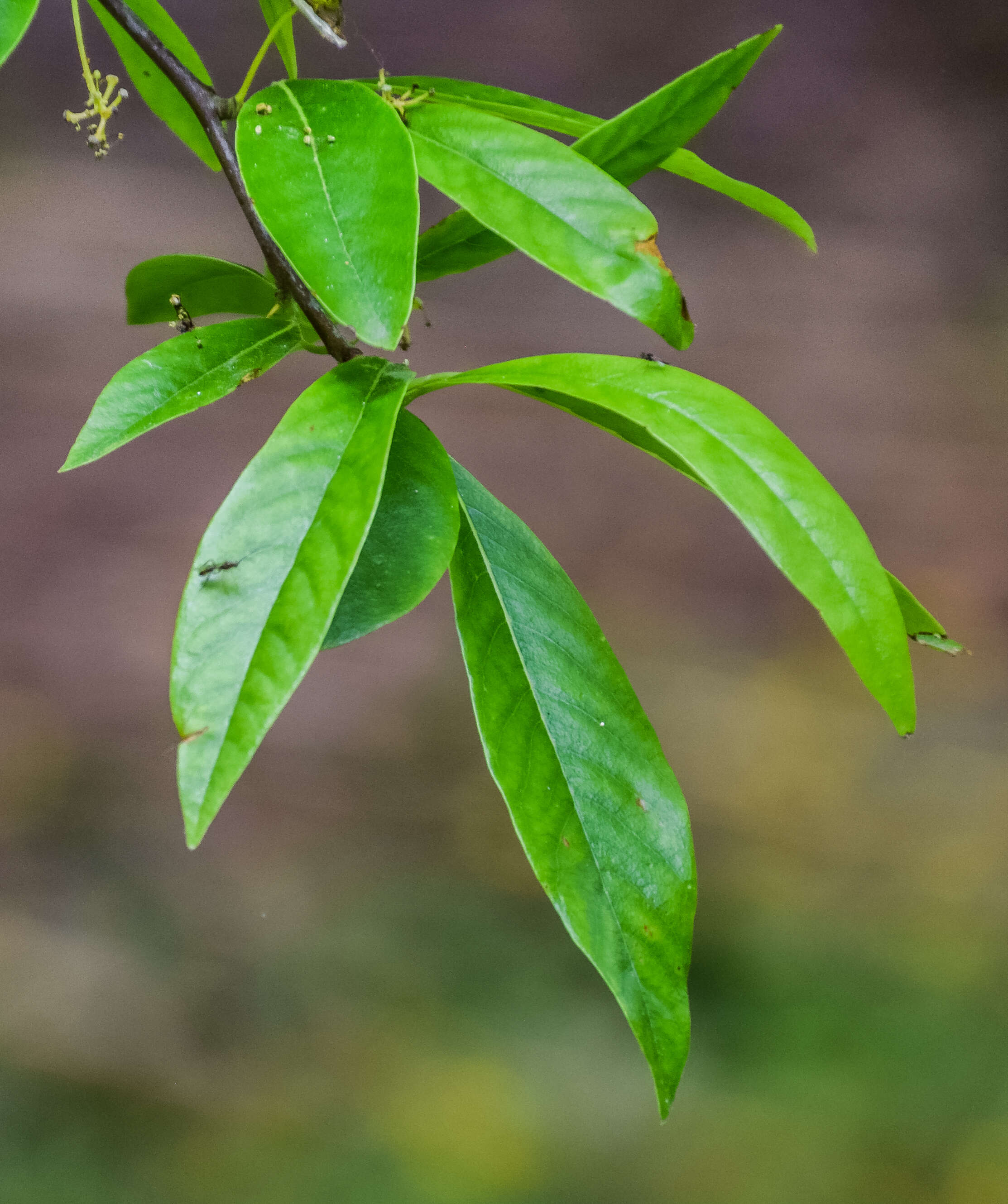 Image of tupelogum