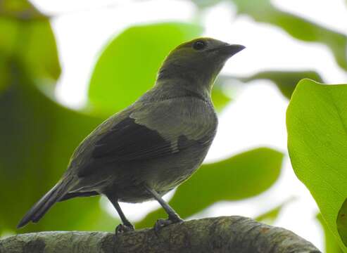 Image of Palm Tanager