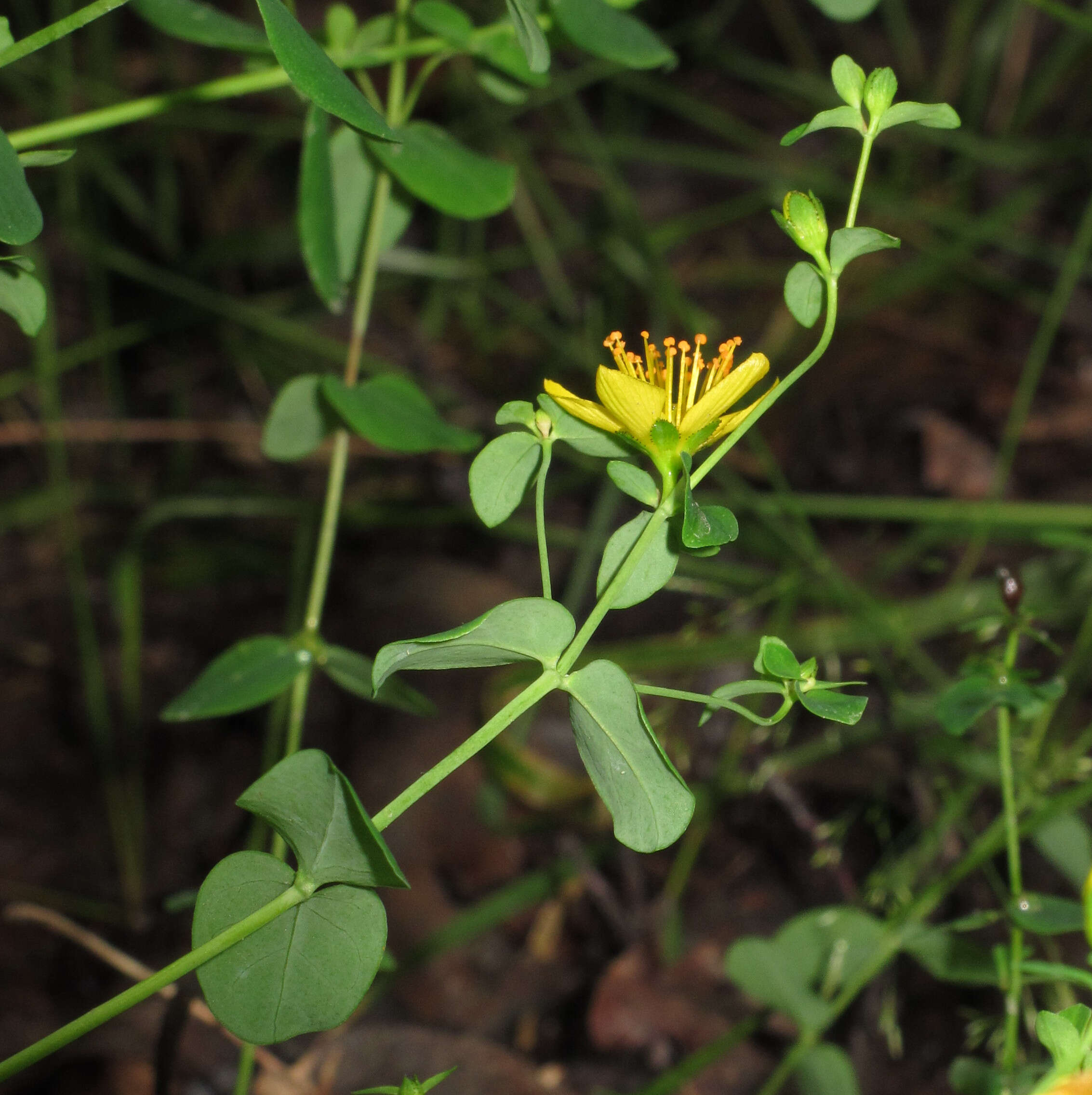 Imagem de Hypericum pulchrum L.