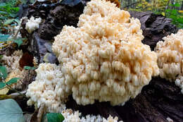 Hericium coralloides (Scop.) Pers. 1794 resmi