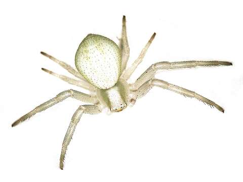 Image of Flower Crab Spiders