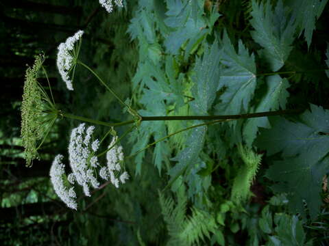 Image of Angelica acutiloba (Sieb. & Zucc.) Kitag.