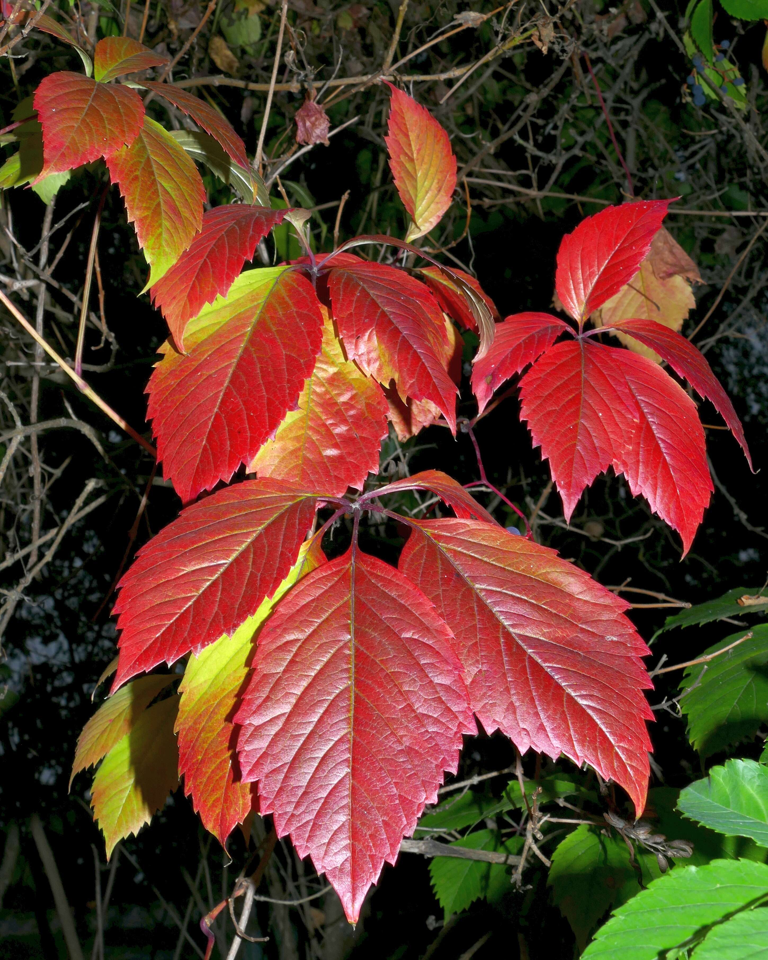 Image of Virginia creeper