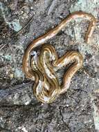 Image of Flatworm