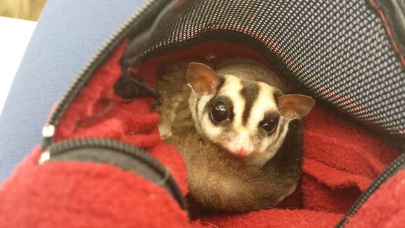 Image of Sugar Glider