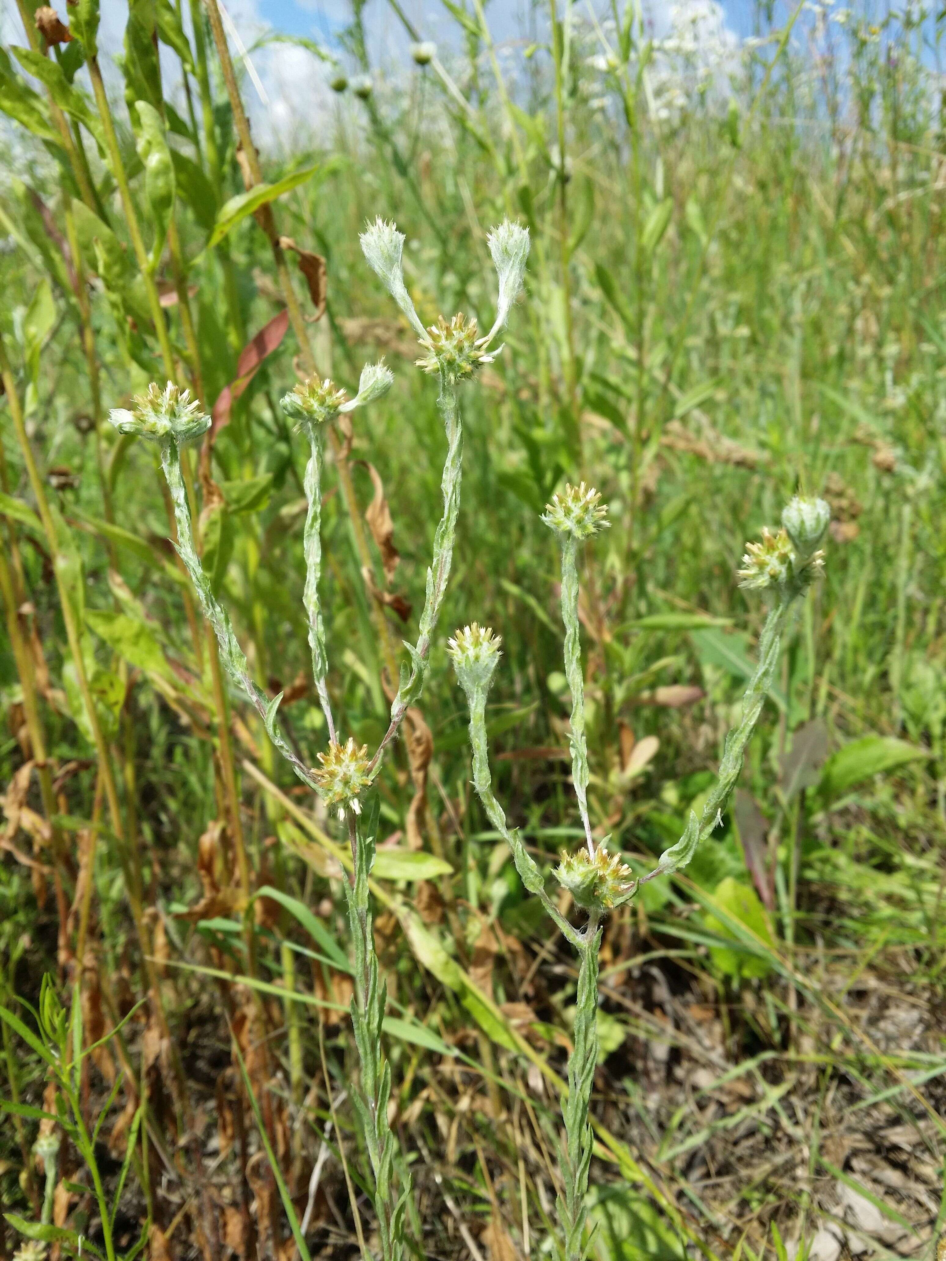 Image of common cottonrose