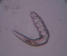 Image of Follicle mites