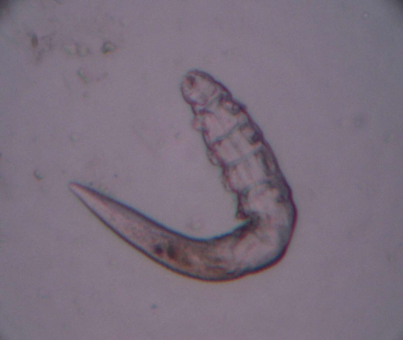 Imagem de Demodex