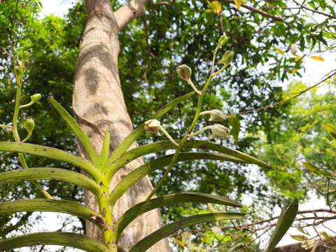 Imagem de Vanda tessellata (Roxb.) Hook. ex G. Don