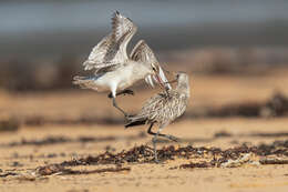 Image of Bar-tailed Godwit