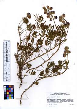 Image of Tidestrom's lupine