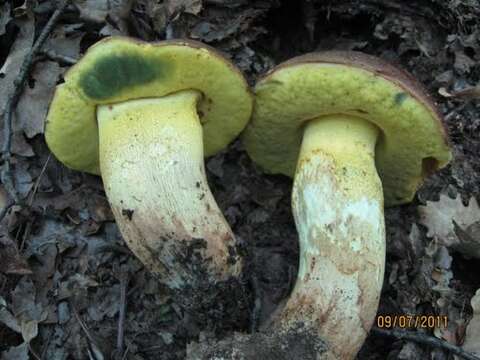 Image of butter bolete