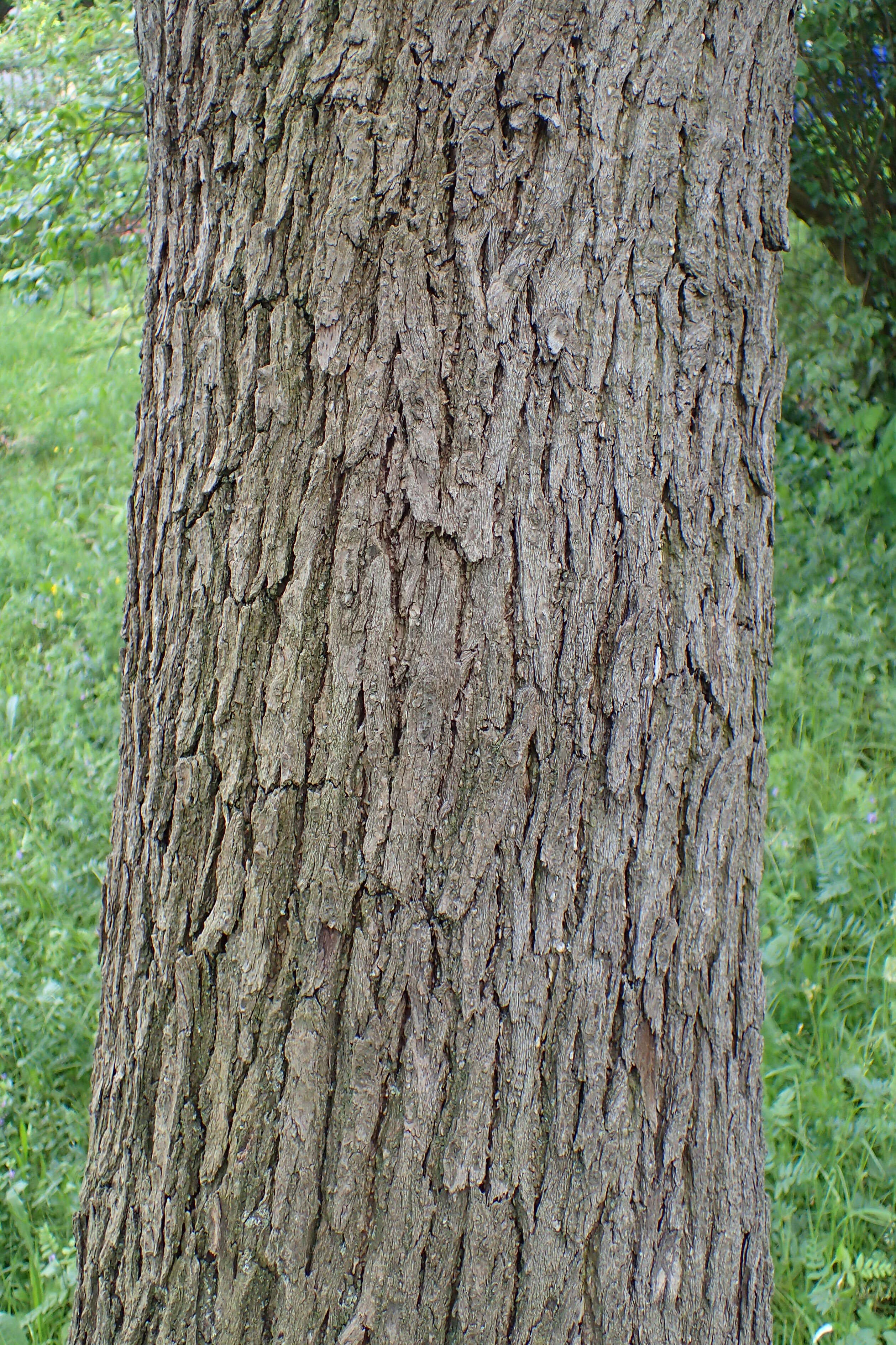 Image of Japanese Tree Lilac