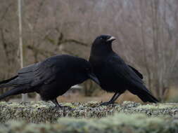 Image of American Crow