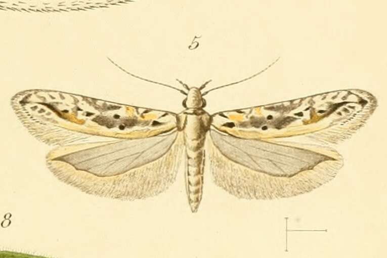 Image of Scrobipalpa