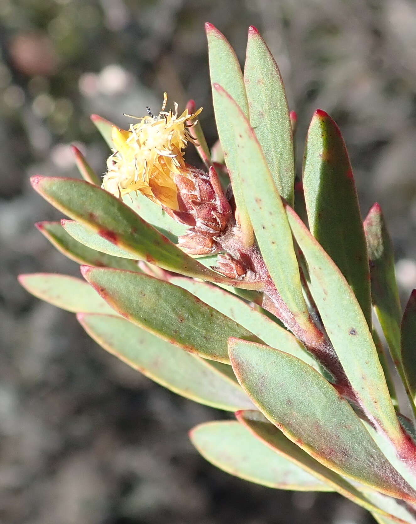 Imagem de Leucadendron rubrum Burm. fil.