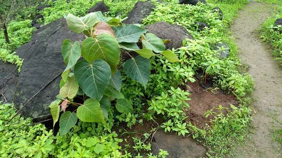 Image of Ficus arnottiana (Miq.) Miq.