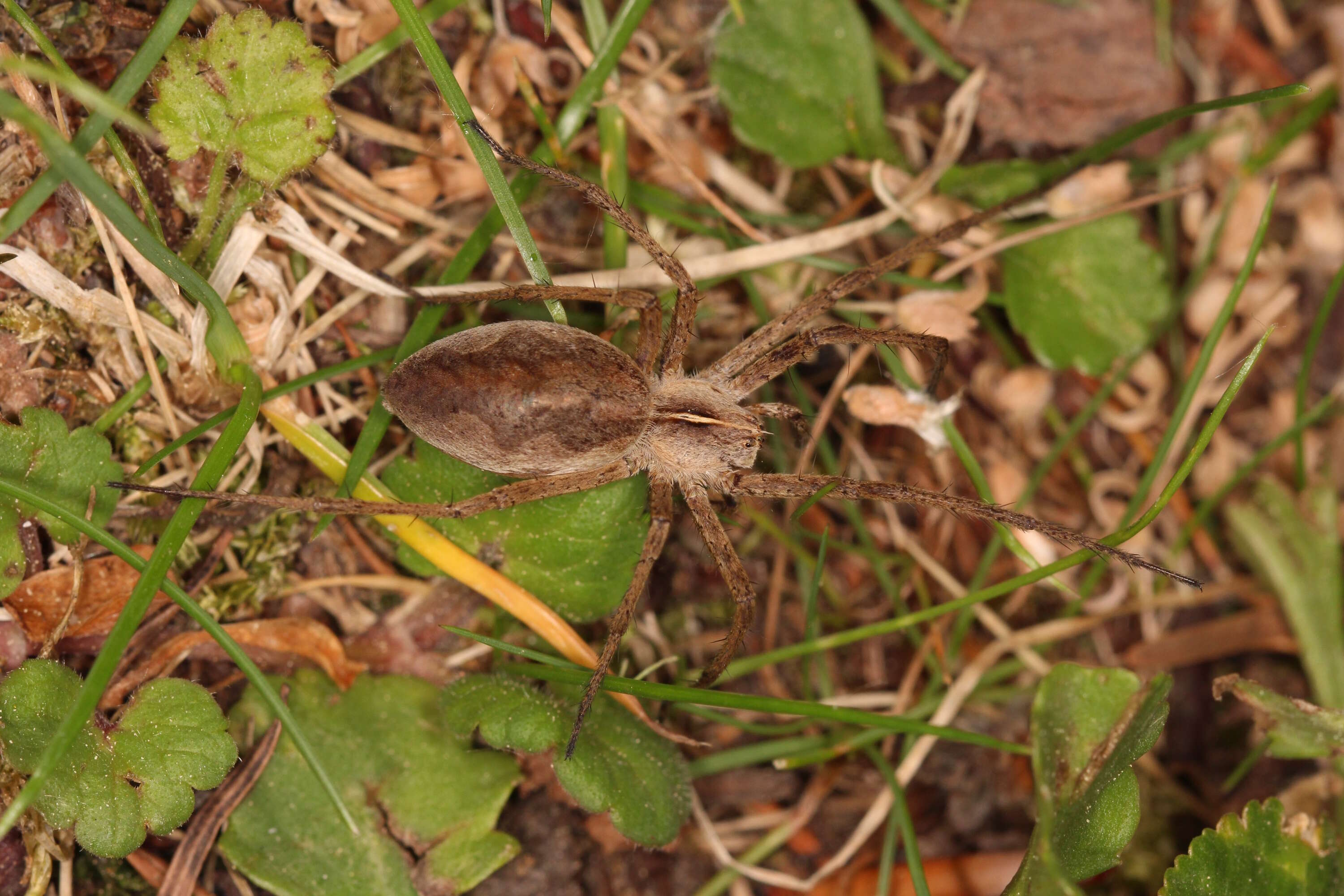 Image of Nursery-web spider