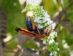 صورة Cryptocheilus discolor (Fabricius 1793)