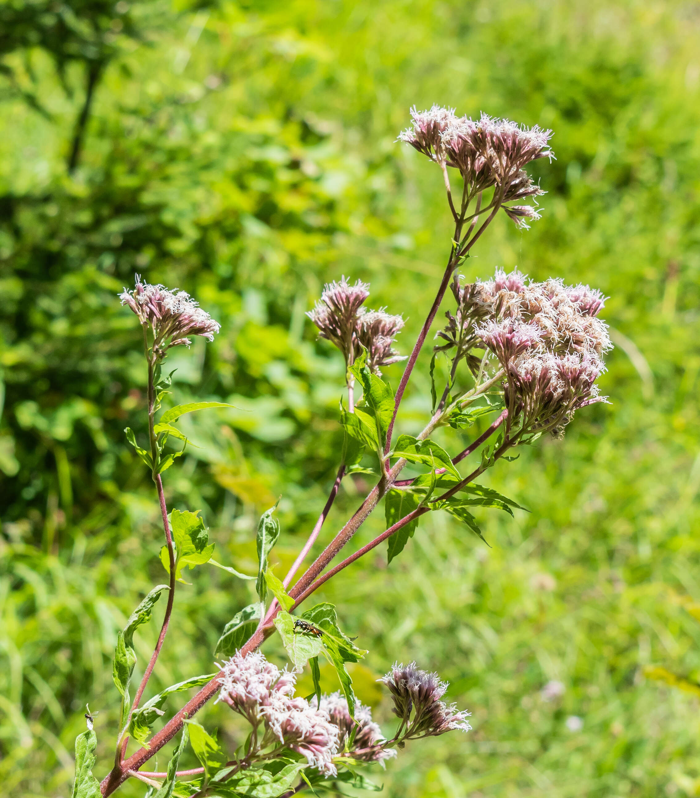 Image of hemp agrimony