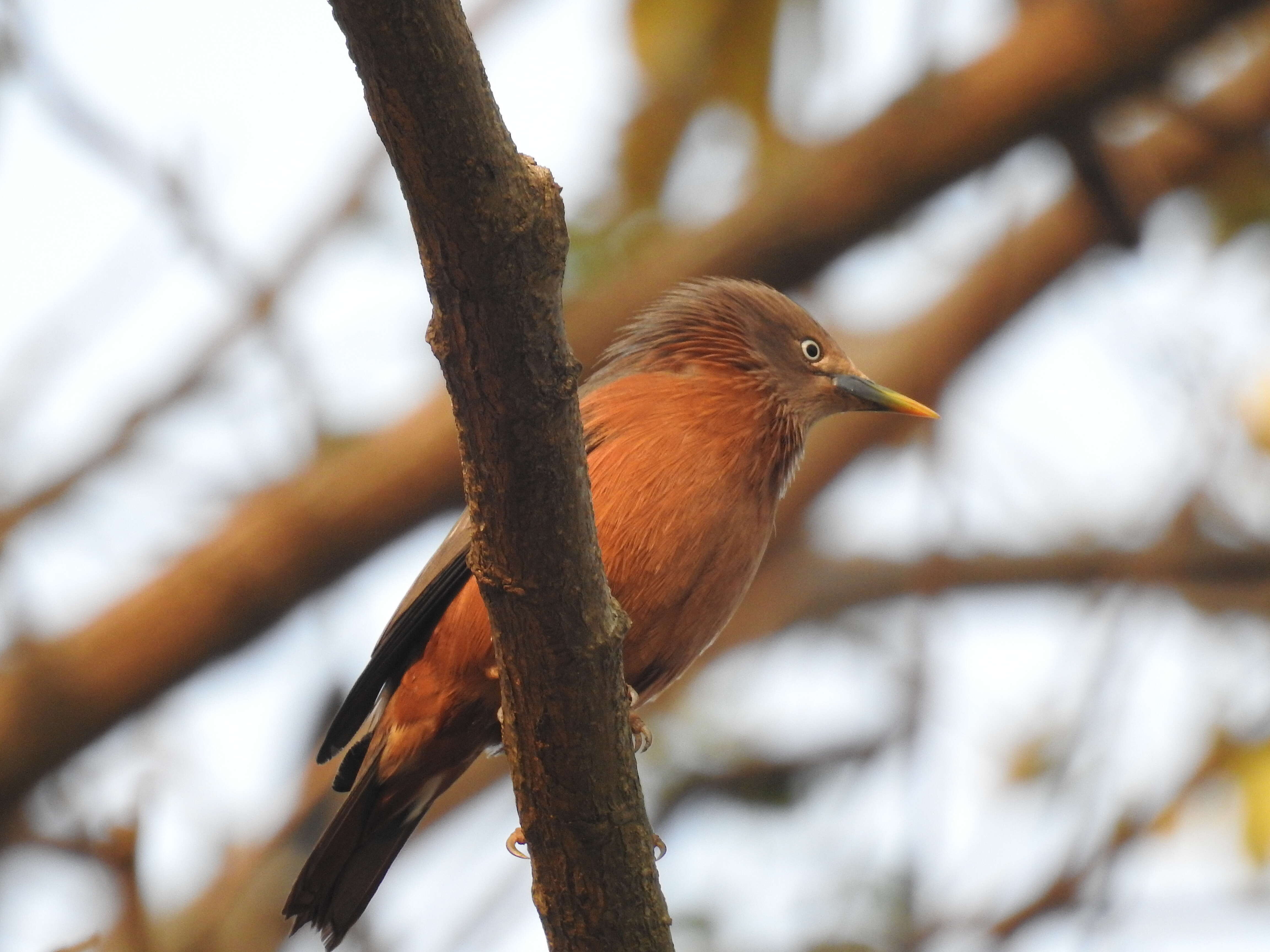 Image of Chestnut-tailed Starling