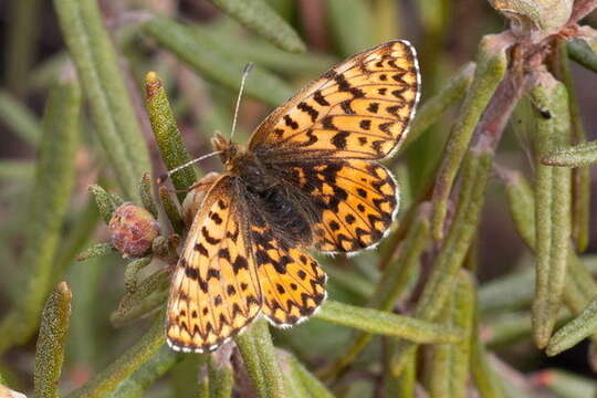 Image of Boloria freija