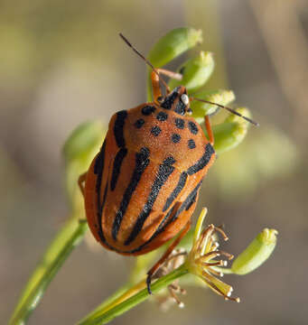 Image of <i>Graphosoma semipunctatum</i>