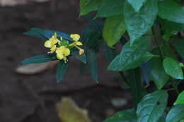 Imagem de Barleria lupulina Lindl.