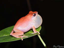 Image of Kani Bush Frog
