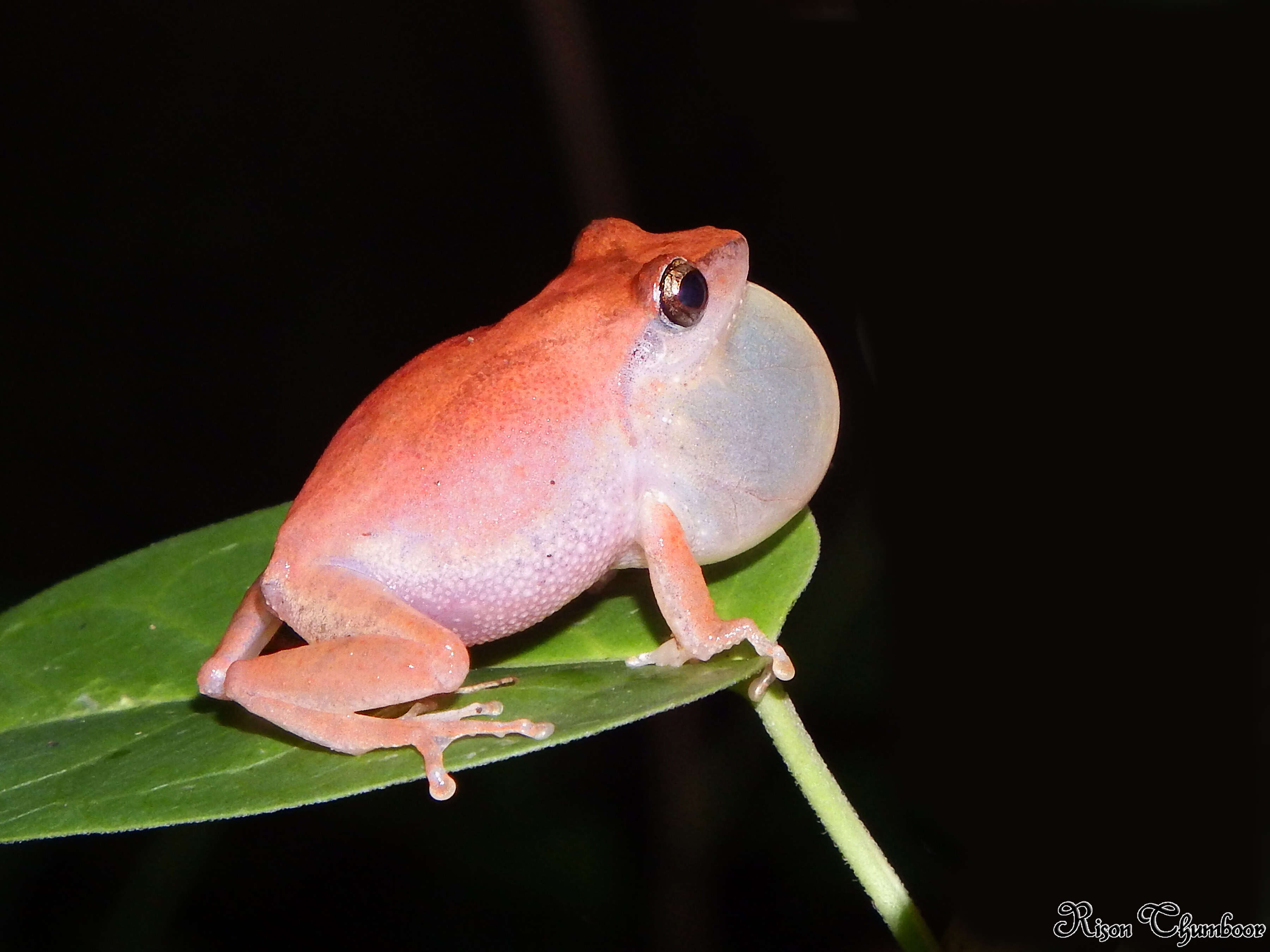 صورة Pseudophilautus kani (Biju & Bossuyt 2009)