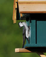 Image of Violet-green Swallow