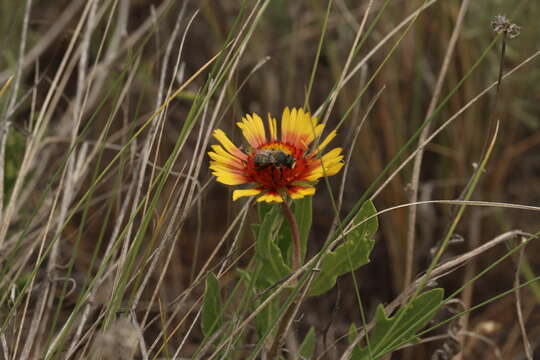 Image of Common perennial gaillardia