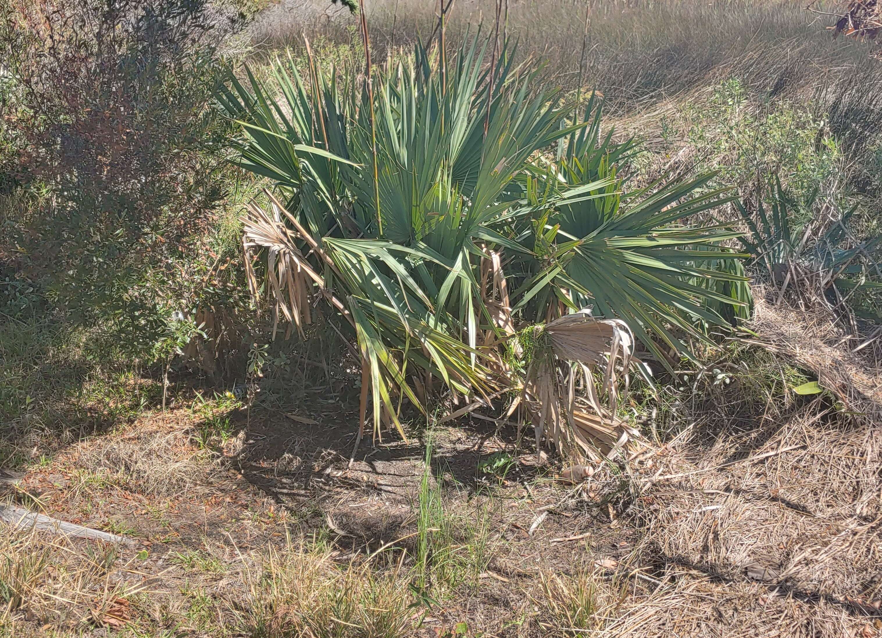 Image of dwarf palmetto