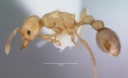 Image of Tramp Ants