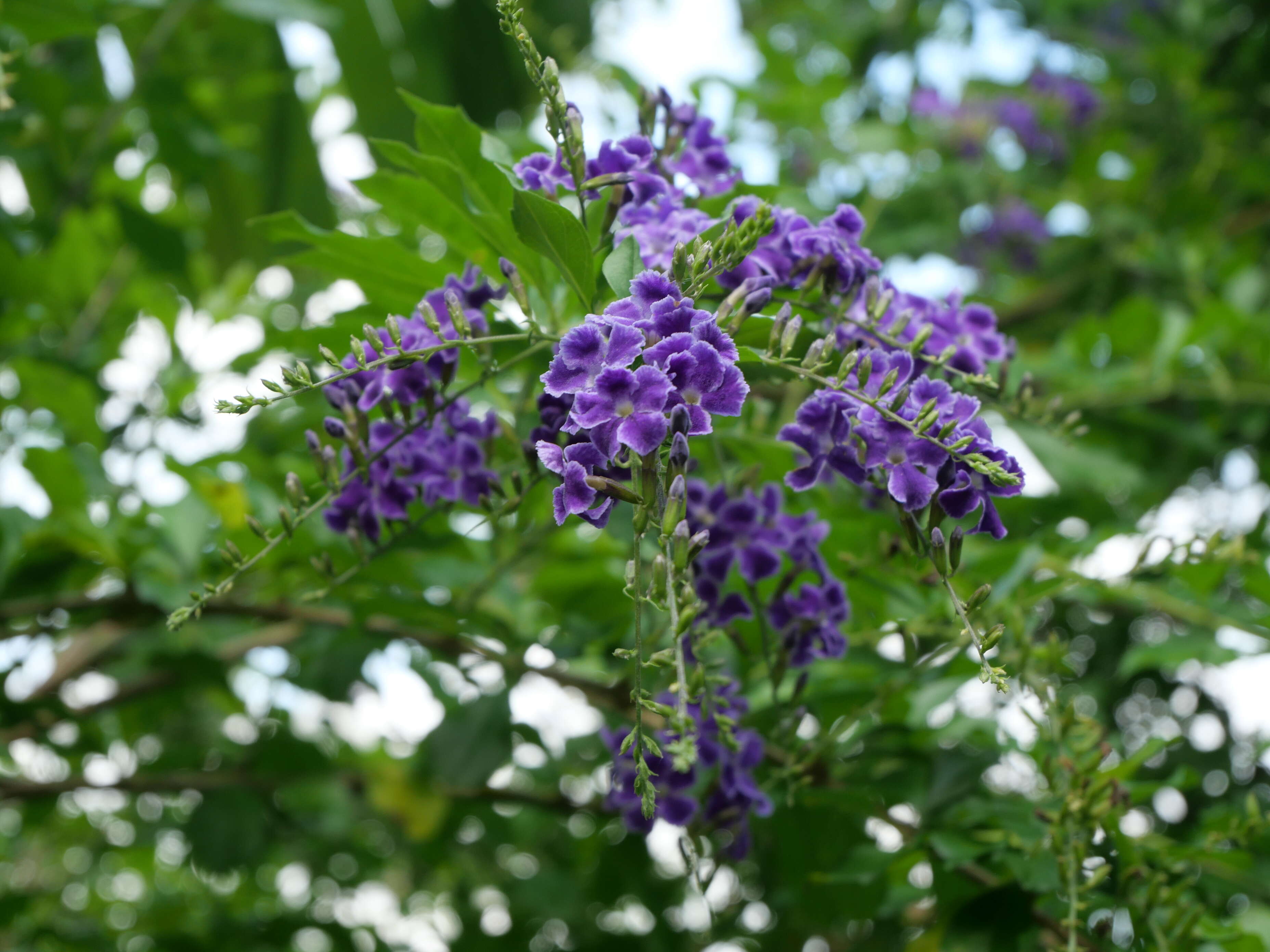 Duranta resmi