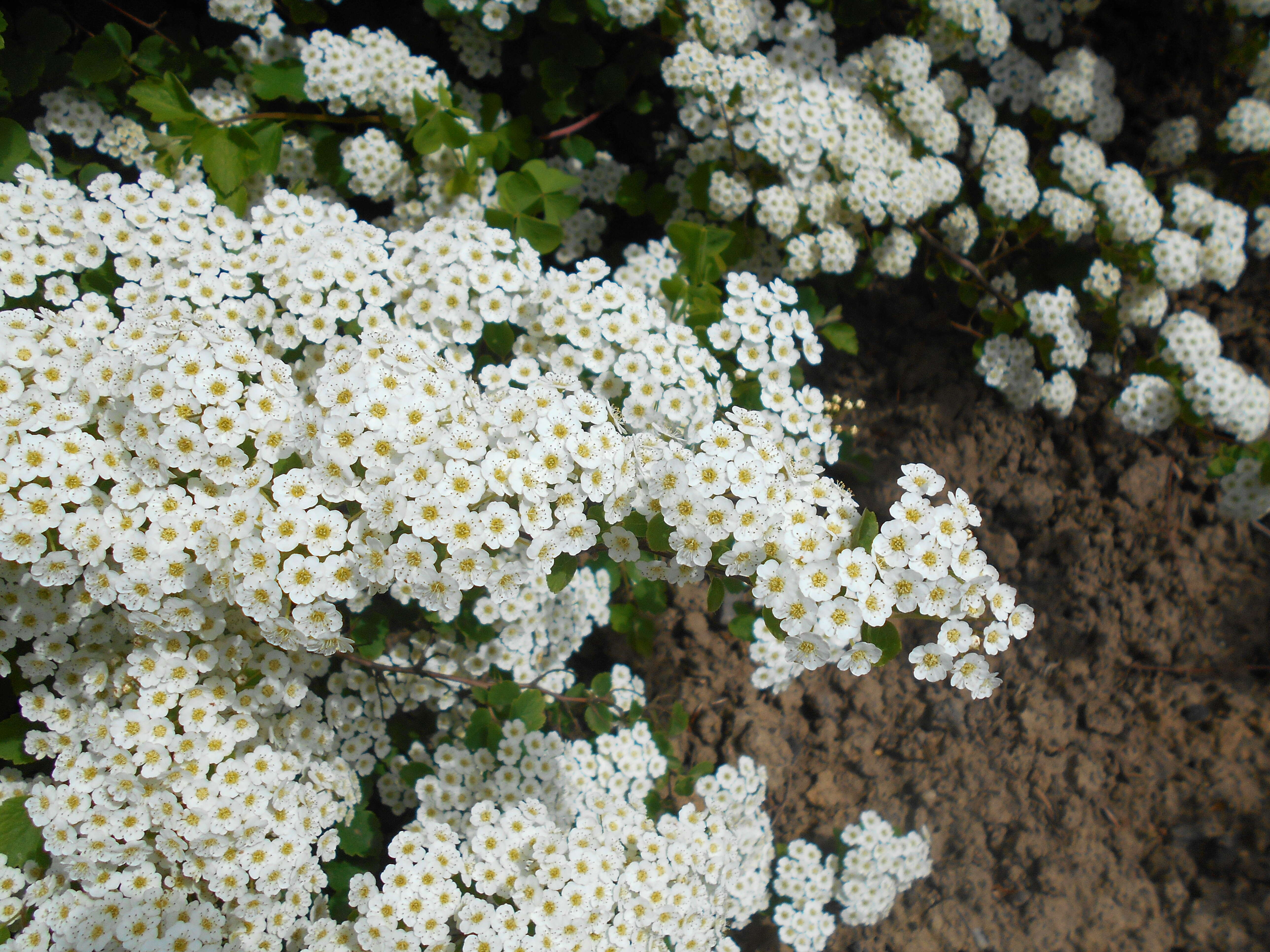 Image of Asian meadowsweet